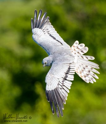 Albanella minore (Circus pygargus)