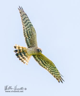 Albanella minore (Circus pygargus)