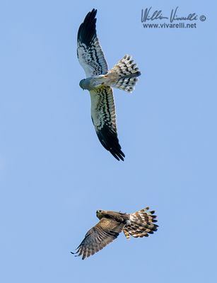 Albanella minore (Circus pygargus)