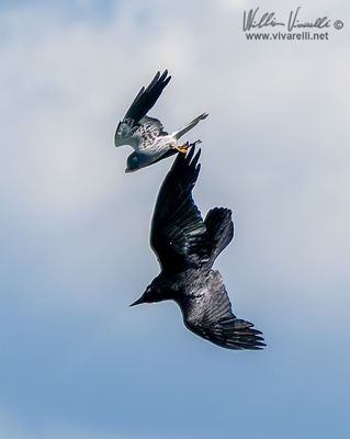 Albanella minore (Circus pygargus) vs Corvo imperiale