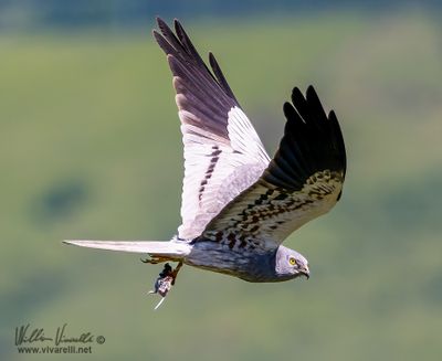 Albanella minore (Circus pygargus)