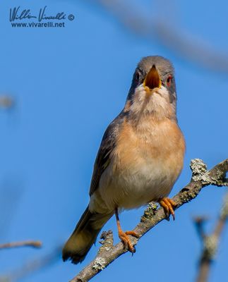 Sterpazzolina (Sylvia cantillans)