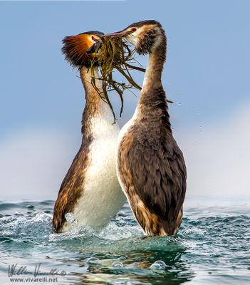 Svasso maggiore (Podiceps cristatus)