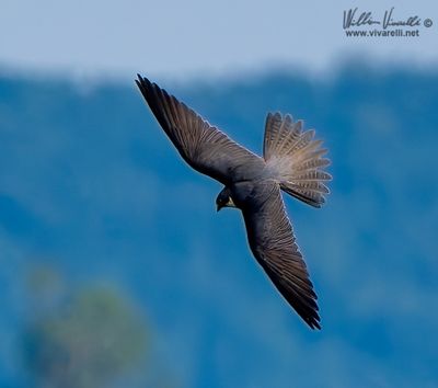 Lodolaio (Falco subbuteo)
