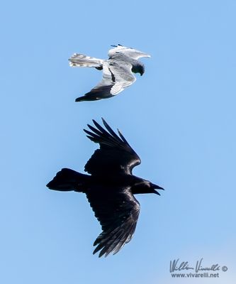 Albanella  m. vs Corvo imperiale