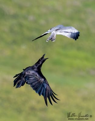 Albanella  m. vs Corvo imperiale