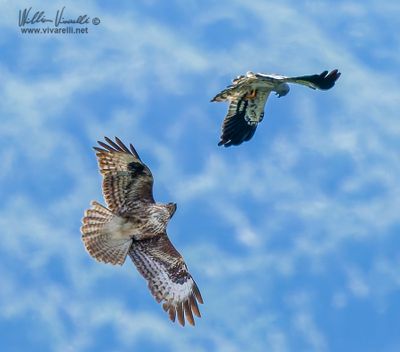 Albanella minore vs Poiana