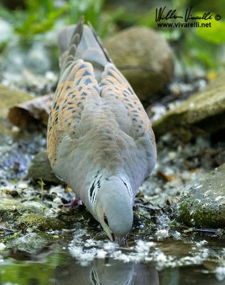 Tortora selvatica (Streptopelia turtur)