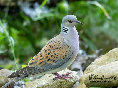 Tortora selvatica (Streptopelia turtur)