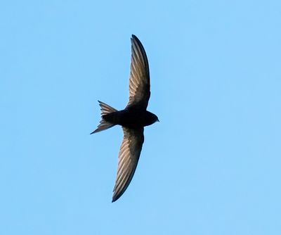 Rondone (Apus apus)