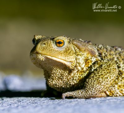Rospo comune ( Bufo bufo)