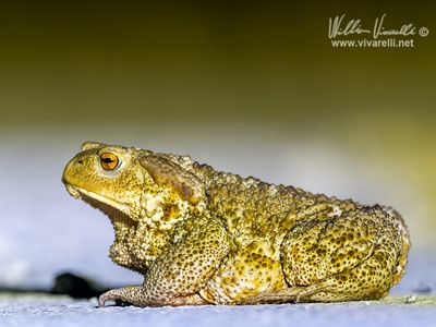 Rospo comune ( Bufo bufo)