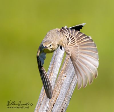 Calandro (Anthus campestris)