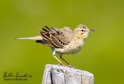Calandro (Anthus campestris)