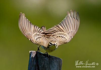 Calandro (Anthus campestris)