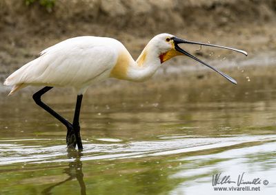 Spatola (Platalea leucorodia)