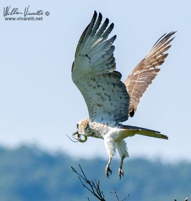 Biancone (Circaetus gallicus)i