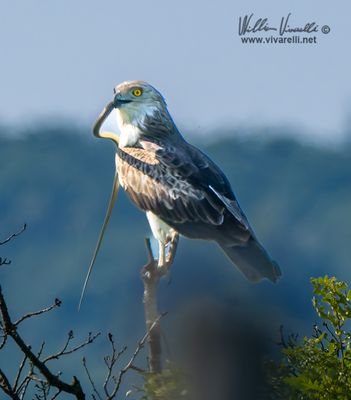 Biancone (Circaetus gallicus)i