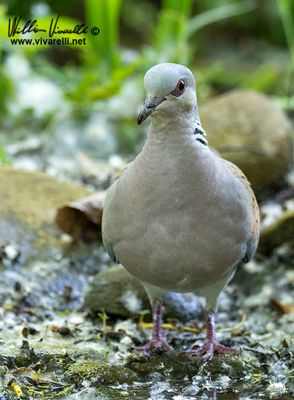 Tortora selvatica (Streptopelia turtur)
