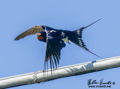 Rondine (Hirundo rustica)