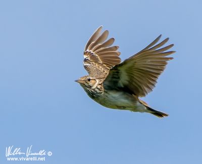 Tottavilla (Lullula arborea)
