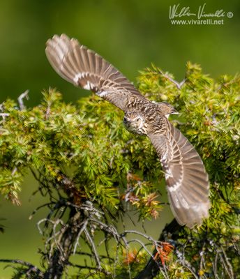 Tottavilla (Lullula arborea)