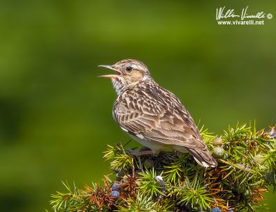Tottavilla (Lullula arborea)