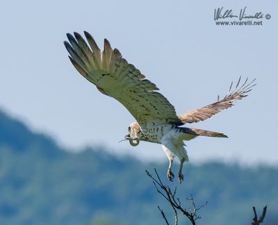 Biancone (Circaetus gallicus)i