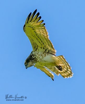Biancone (Circaetus gallicus)i