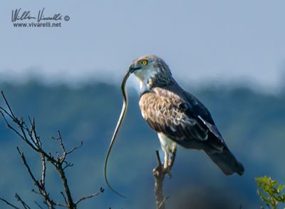 Biancone (Circaetus gallicus)i