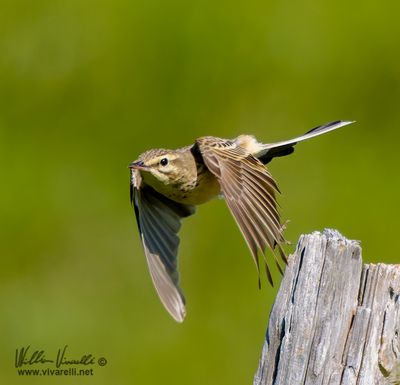 Calandro (Anthus campestris)