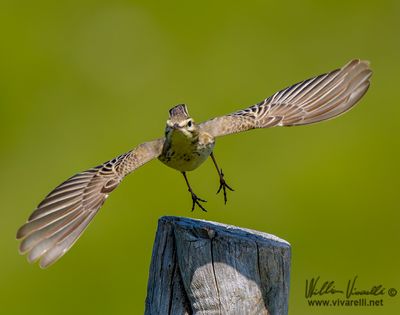 Calandro (Anthus campestris)