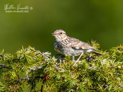 Tottavilla (Lullula arborea)