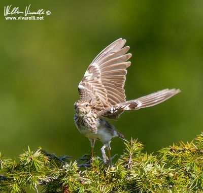 Tottavilla (Lullula arborea)