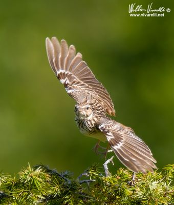 Tottavilla (Lullula arborea)