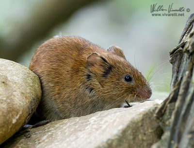 Arvicola rossastra (Clethrionomys glareolus)