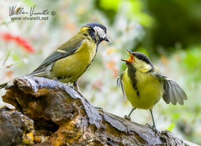 Cinciallegra (Parus major)