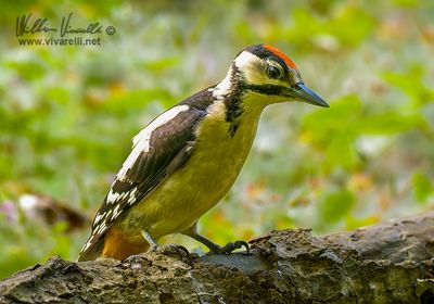 Picchio rosso maggiore (Dendrocopos major)