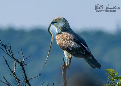 Biancone (Circaetus gallicus)i