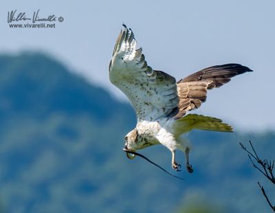 Biancone (Circaetus gallicus)i