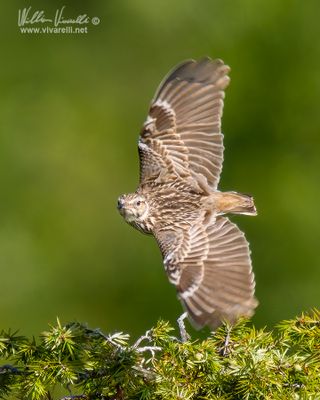 Tottavilla (Lullula arborea)