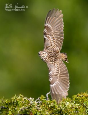 Tottavilla (Lullula arborea)