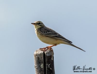 Calandro (Anthus campestris)