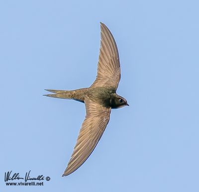Rondone (Apus apus)