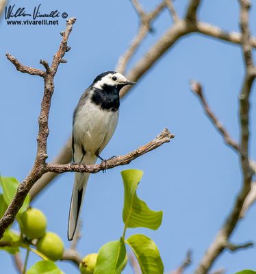 Ballerina bianca (Motacilla alba)
