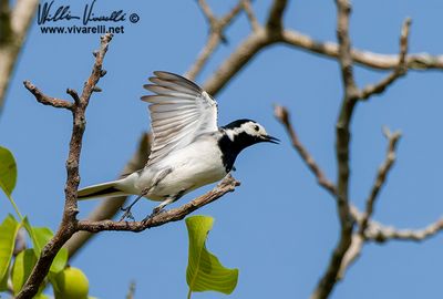 Ballerina bianca (Motacilla alba)