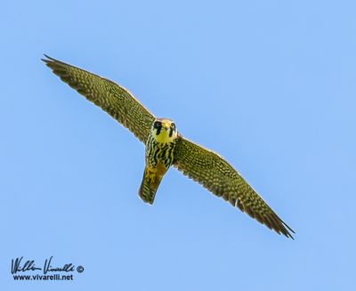 Lodolaio (Falco subbuteo)