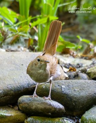 Usignolo (Luscinia megarhynchos)
