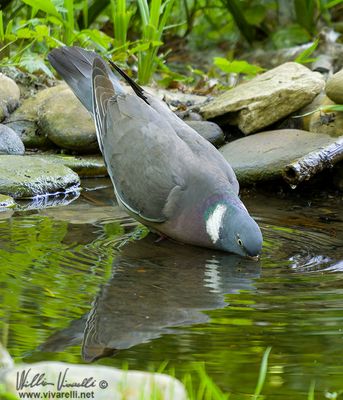 Colombaccio (Columba palumbus)