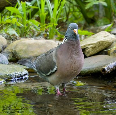 Colombaccio (Columba palumbus)